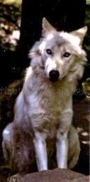 75x150cm Loup Blanc 2517 new